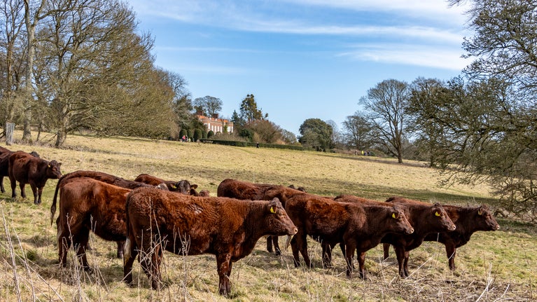 Sussex cattle in parkland with views of Hinton Ampner.  Image by Hugh Mothersole